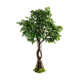 245cm Artificial Ficus Tree